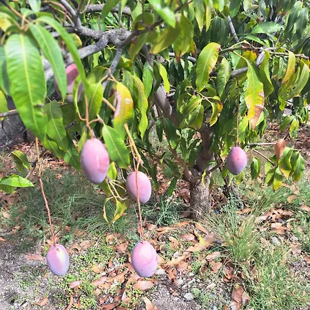 El Jardin De Valle De * Güimar